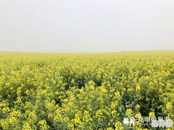 黄色大片大片油菜花海进入盛花期预计本周末将迎来最佳观赏期