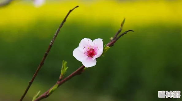 素人兰绽放记花期将至静待芳华