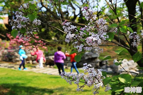 四月丁香花开正盛部分地区迎来最佳观赏期