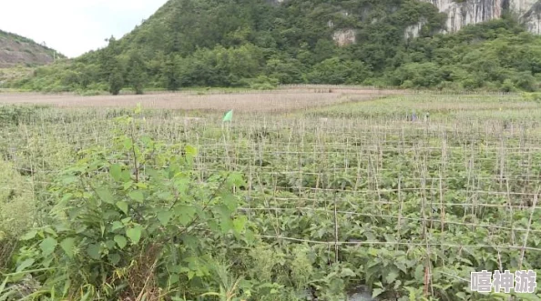 是黄瓜好用还是茄子好用指烹饪食材各有所长适合不同菜肴