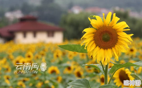 香国竞艳百花齐放各展风姿网友盛赞美不胜收叹为观止